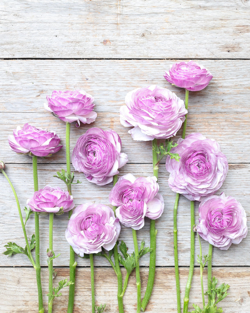 Gefüllte Blüten der Ranunkel Cloni Success® Nonno Antonio in zartem Violett mit silbrigem Schimmer