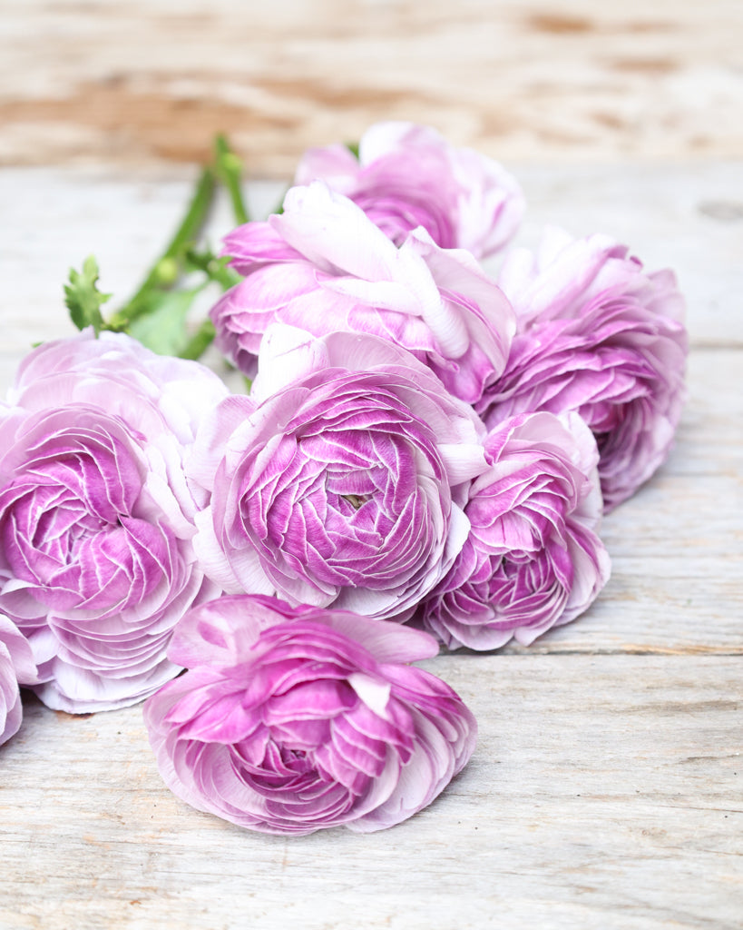 Gefüllte Blüten der Ranunkel Cloni Success® Nonno Antonio in zartem Violett mit silbrigem Schimmer