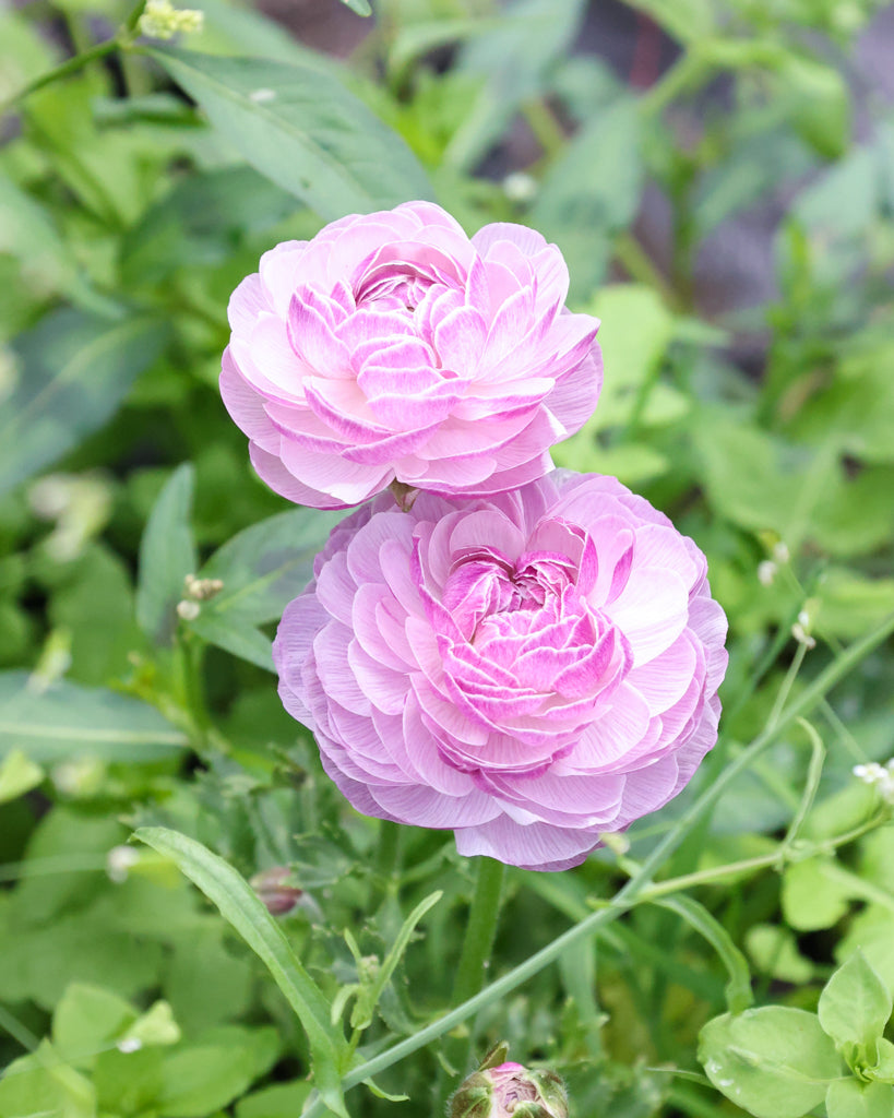 Gefüllte Blüten der Ranunkel Cloni Success® Nonno Antonio in zartem Violett mit silbrigem Schimmer