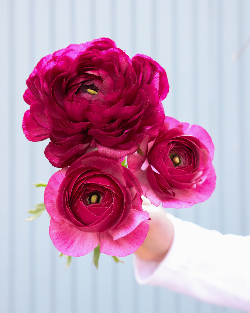 Gefüllte Blüte der Ranunkel Cloni Success® Renoir in kräftigem Himbeerrot mit pinkem Schimmer