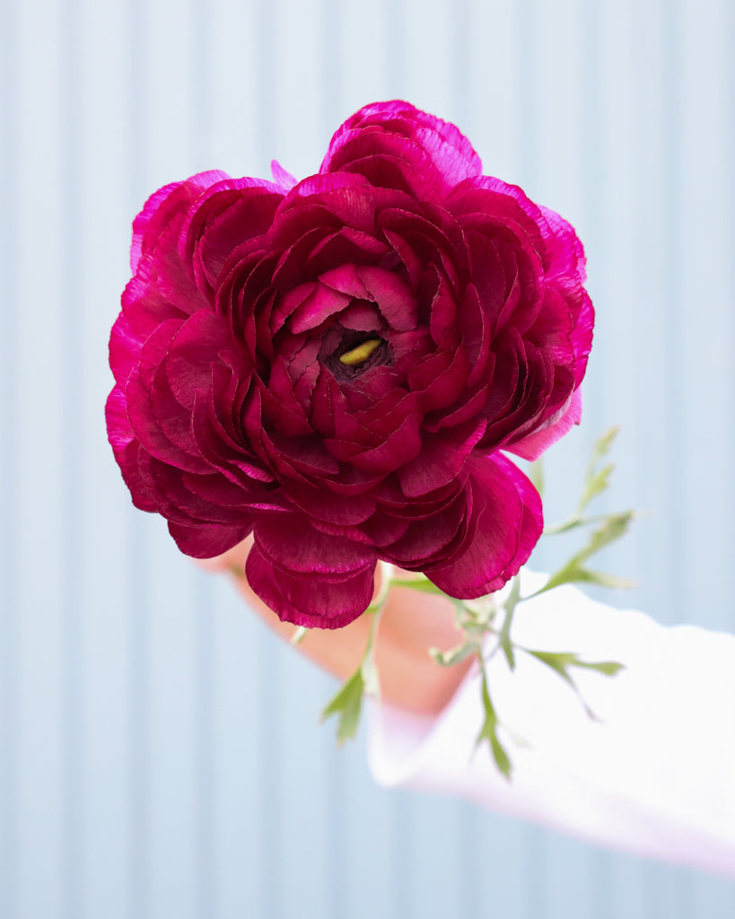 Gefüllte Blüte der Ranunkel Cloni Success® Renoir in kräftigem Himbeerrot mit pinkem Schimmer