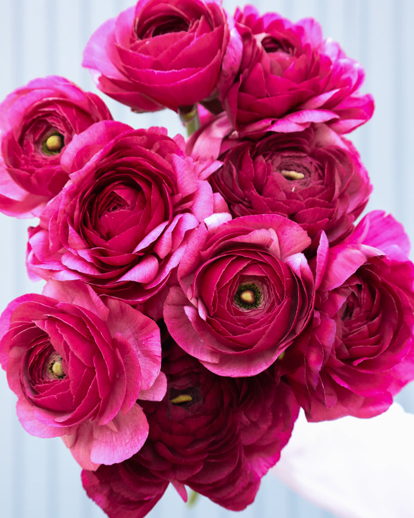 Gefüllte Blüte der Ranunkel Cloni Success® Renoir in kräftigem Himbeerrot mit pinkem Schimmer