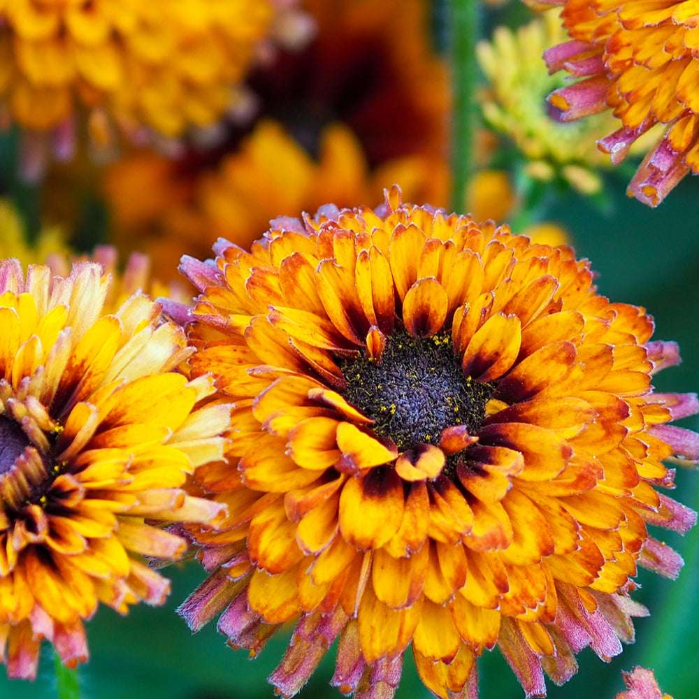 Bluehende Pflanze Rauer Sonnenhut - Rudbeckia hirta 'Cherokee Sunset Mix' aus der Gartenzauber-Saatgutserie