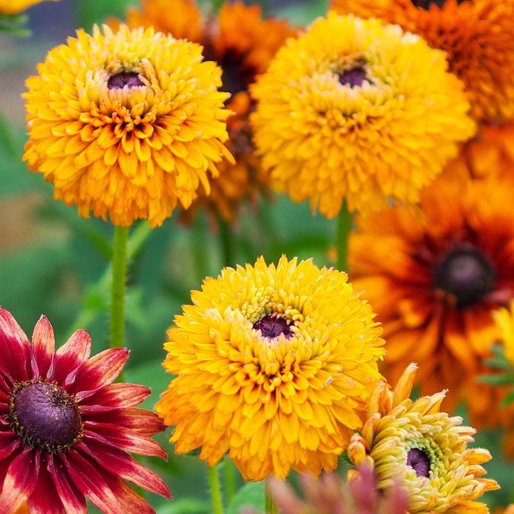 Bluehende Pflanze Rauer Sonnenhut - Rudbeckia hirta 'Cherokee Sunset Mix' aus der Gartenzauber-Saatgutserie