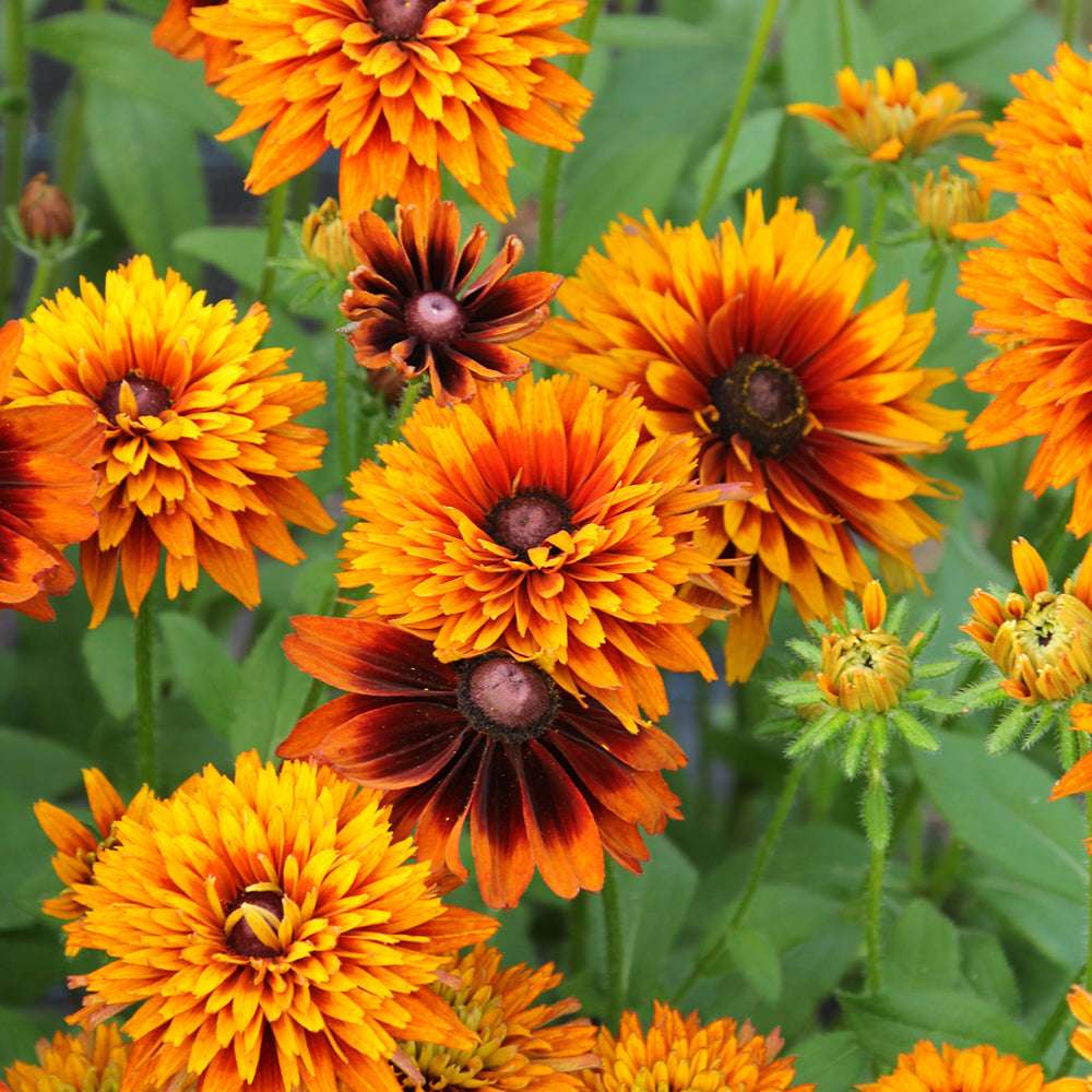 Bluehende Pflanze Rauer Sonnenhut - Rudbeckia hirta 'Cherokee Sunset Mix' aus der Gartenzauber-Saatgutserie