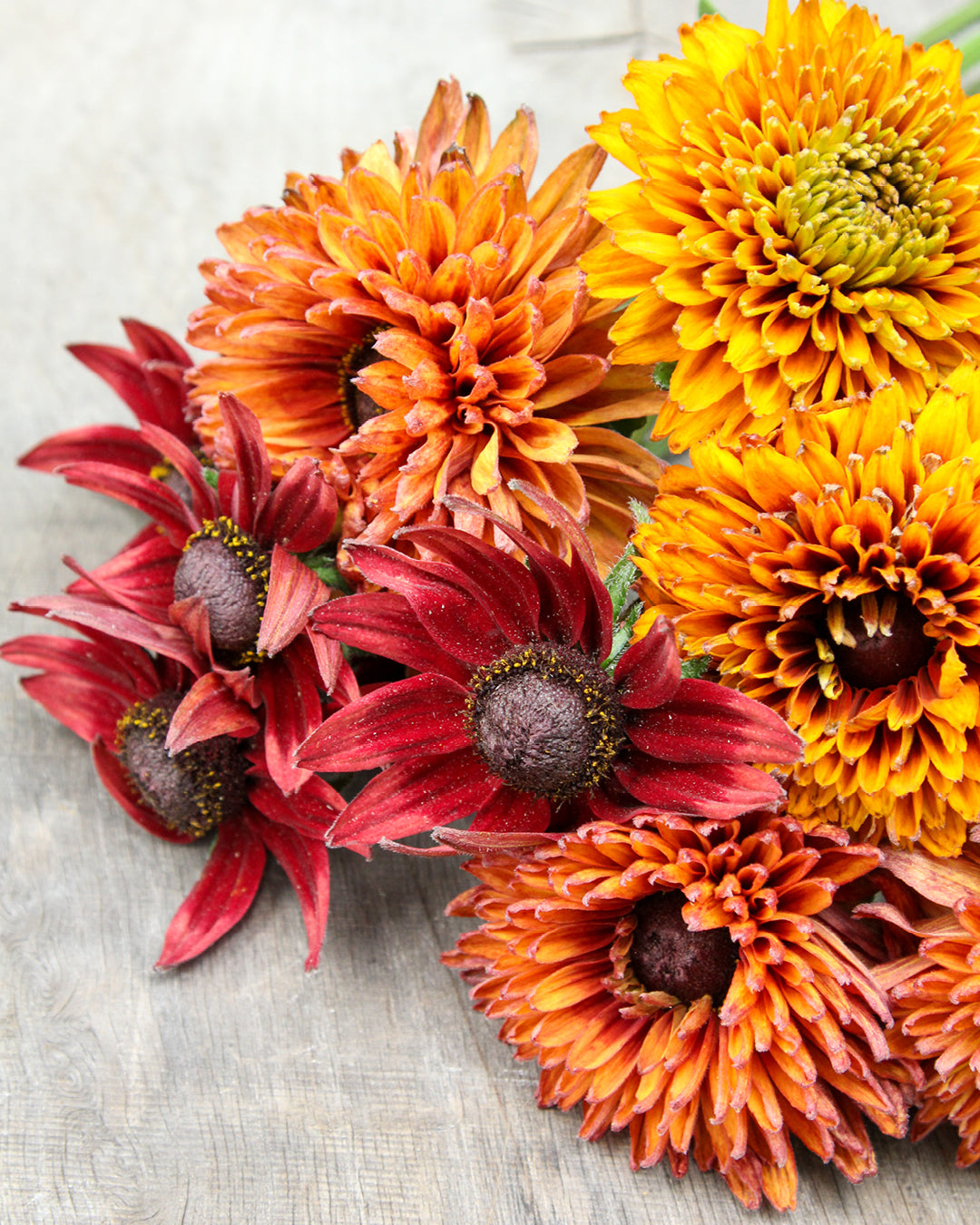 Bluehende Pflanze Rauer Sonnenhut - Rudbeckia hirta 'Cherokee Sunset Mix' aus der Gartenzauber-Saatgutserie