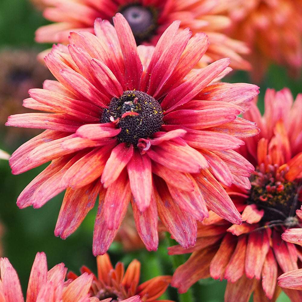 Bluehende Pflanze Rauer Sonnenhut - Rudbeckia hirta 'Cherry Brandy' aus der Gartenzauber-Saatgutserie