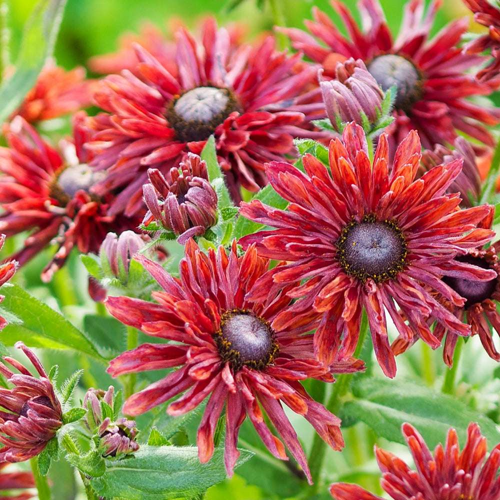 Bluehende Pflanze Rauer Sonnenhut - Rudbeckia hirta 'Cherry Brandy' aus der Gartenzauber-Saatgutserie