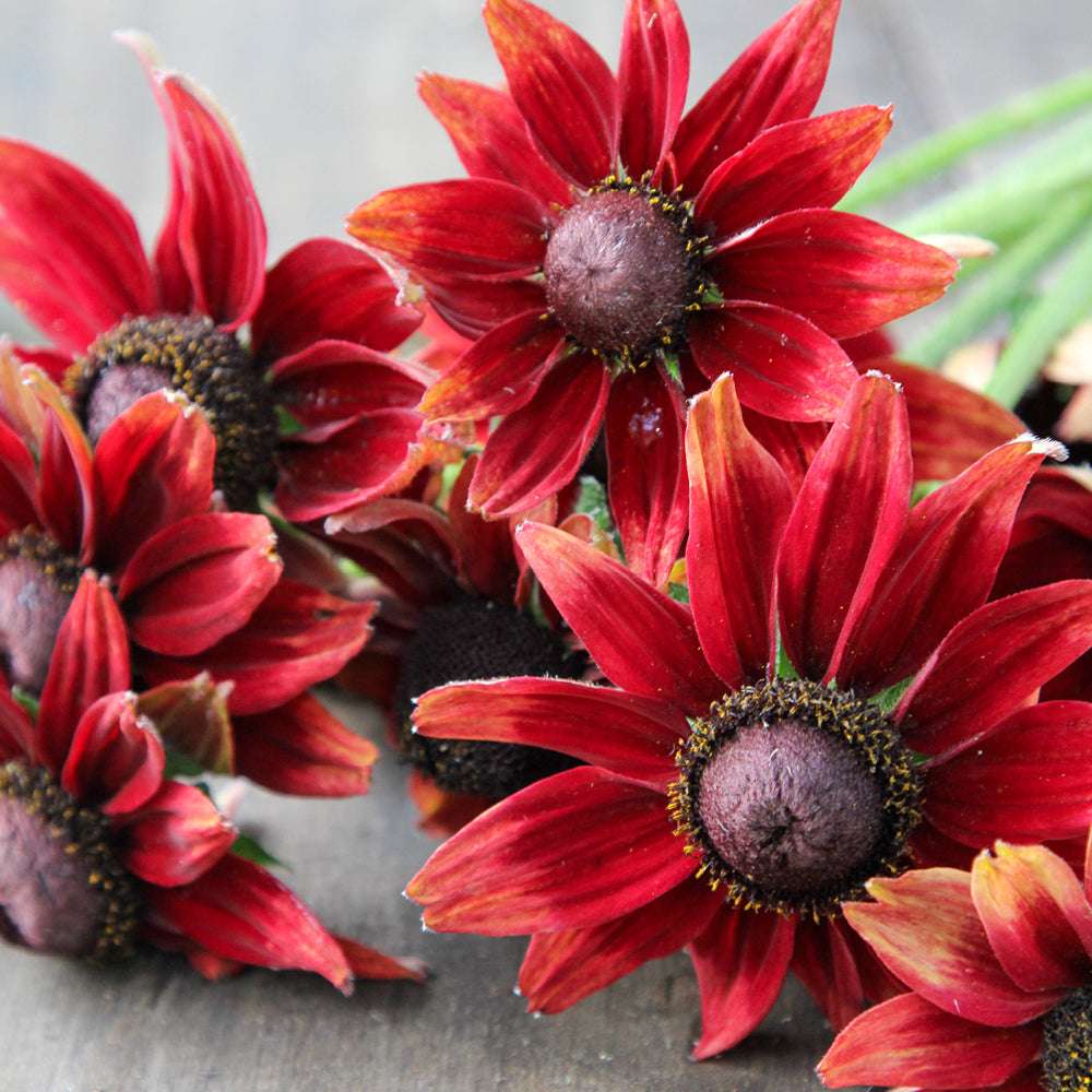 Bluehende Pflanze Rauer Sonnenhut - Rudbeckia hirta 'Cherry Brandy' aus der Gartenzauber-Saatgutserie