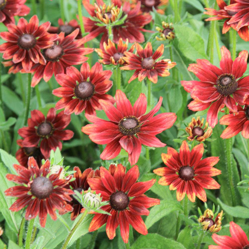 Bluehende Pflanze Rauer Sonnenhut - Rudbeckia hirta 'Cherry Brandy' aus der Gartenzauber-Saatgutserie