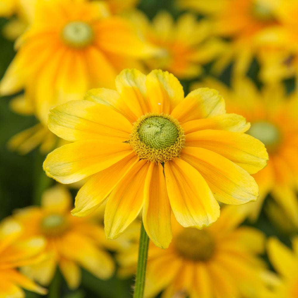 Bluehende Pflanze Rauer Sonnenhut - Rudbeckia hirta 'Prairie Sun' aus der Gartenzauber-Saatgutserie