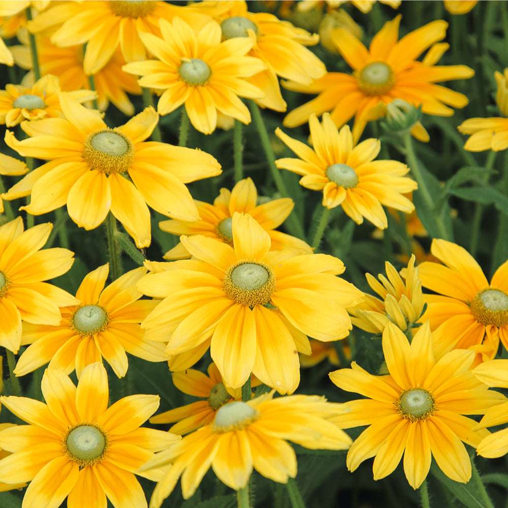Bluehende Pflanze Rauer Sonnenhut - Rudbeckia hirta 'Prairie Sun' aus der Gartenzauber-Saatgutserie