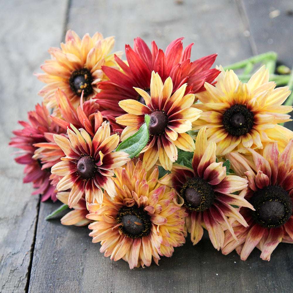 Bluehende Pflanze Rauer Sonnenhut - Rudbeckia hirta 'Sahara' aus der Gartenzauber-Saatgutserie