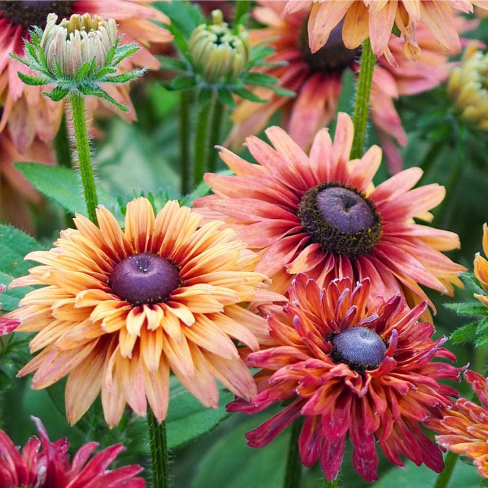 Bluehende Pflanze Rauer Sonnenhut - Rudbeckia hirta 'Sahara' aus der Gartenzauber-Saatgutserie