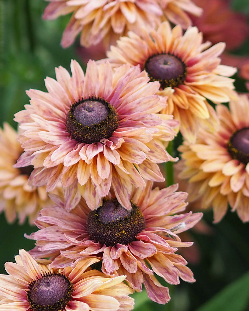 Bluehende Pflanze Rauer Sonnenhut - Rudbeckia hirta 'Sahara' aus der Gartenzauber-Saatgutserie