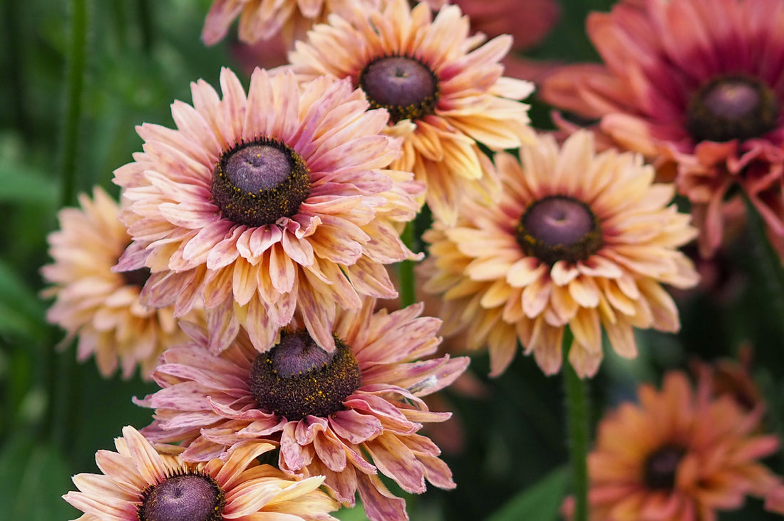 Mehrblütiger Rauer Sonnenhut (Rudbeckia hirta ‘Sahara’) in warmen Pastelltönen von Apricot, Rosé und Bronze mit dunkler Mitte, blühend im Sommergarten