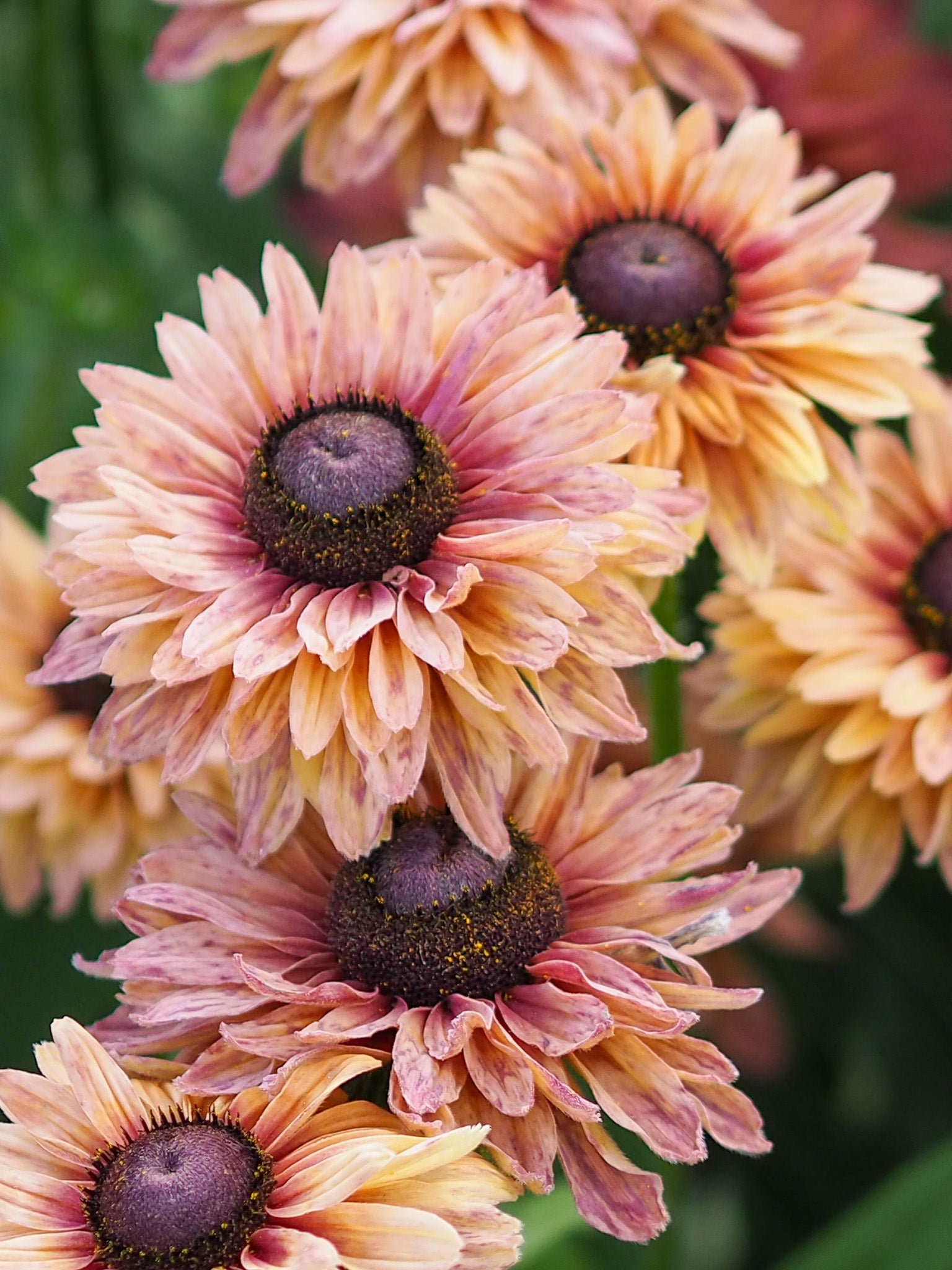 Cremig gelbe Blüten des Rauhen Sonnenhuts ‚Sahara‘ mit markanter, strukturierter Mitte.