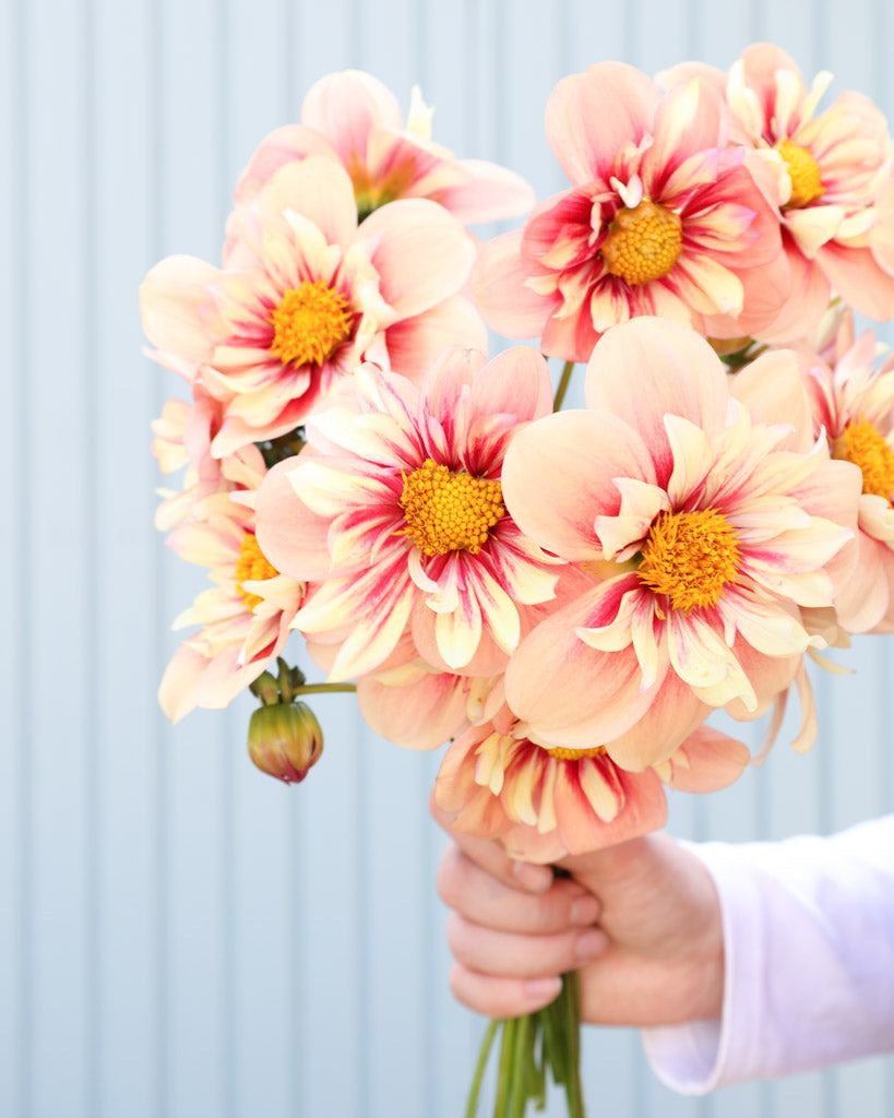 Dahlie · Rhubarb and Custard