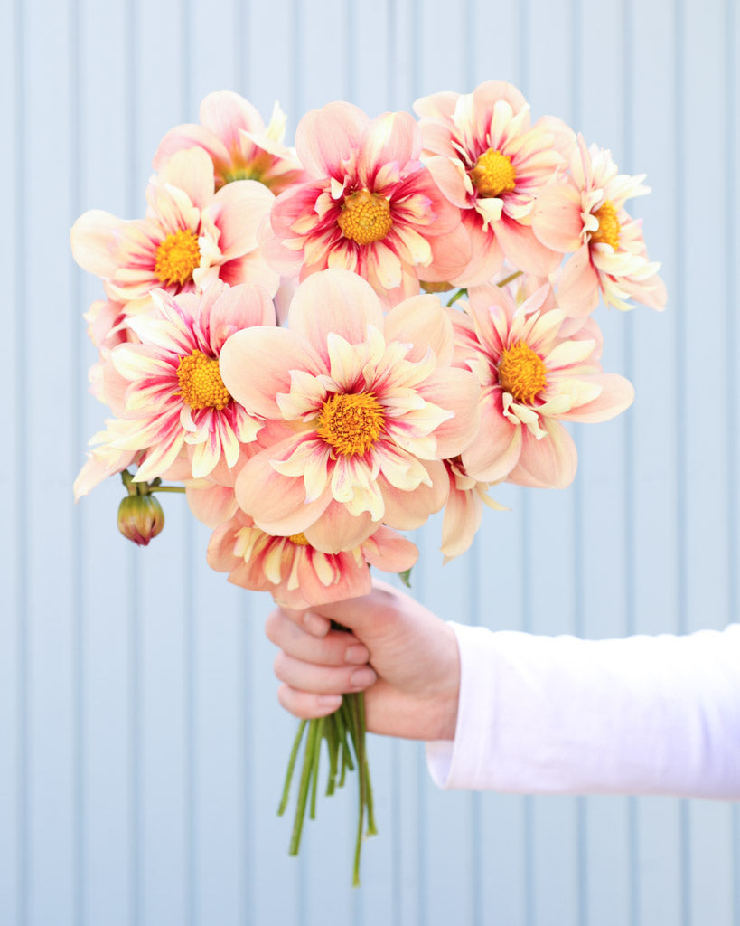 Dahlie · Rhubarb and Custard