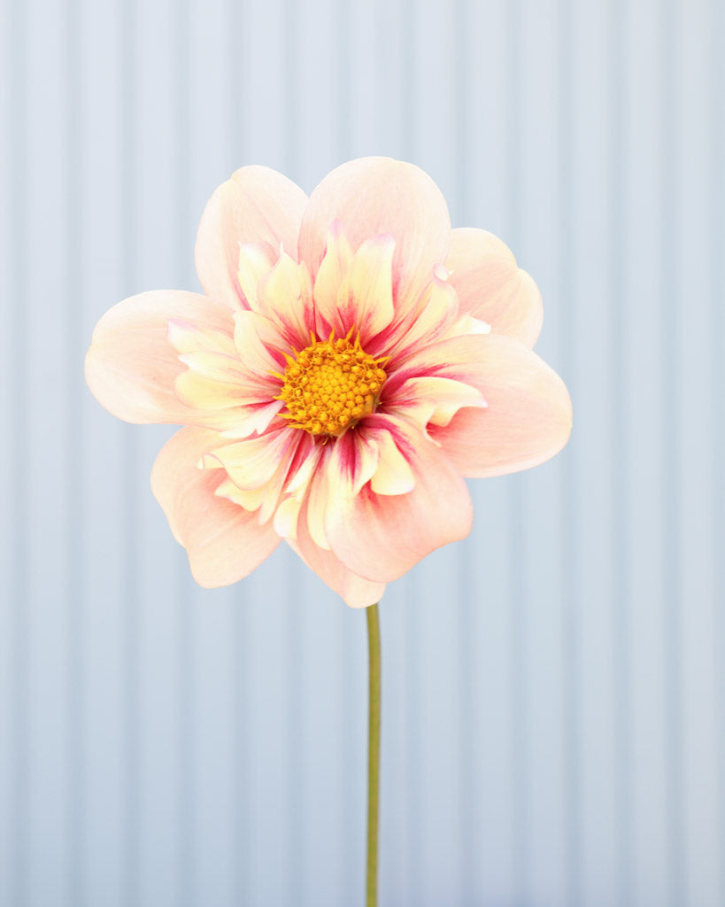 Dahlie · Rhubarb and Custard