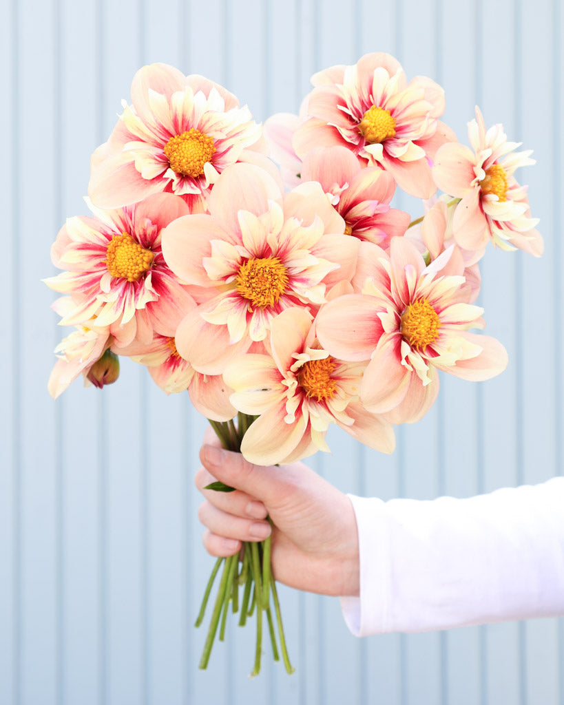 Dahlie · Rhubarb and Custard