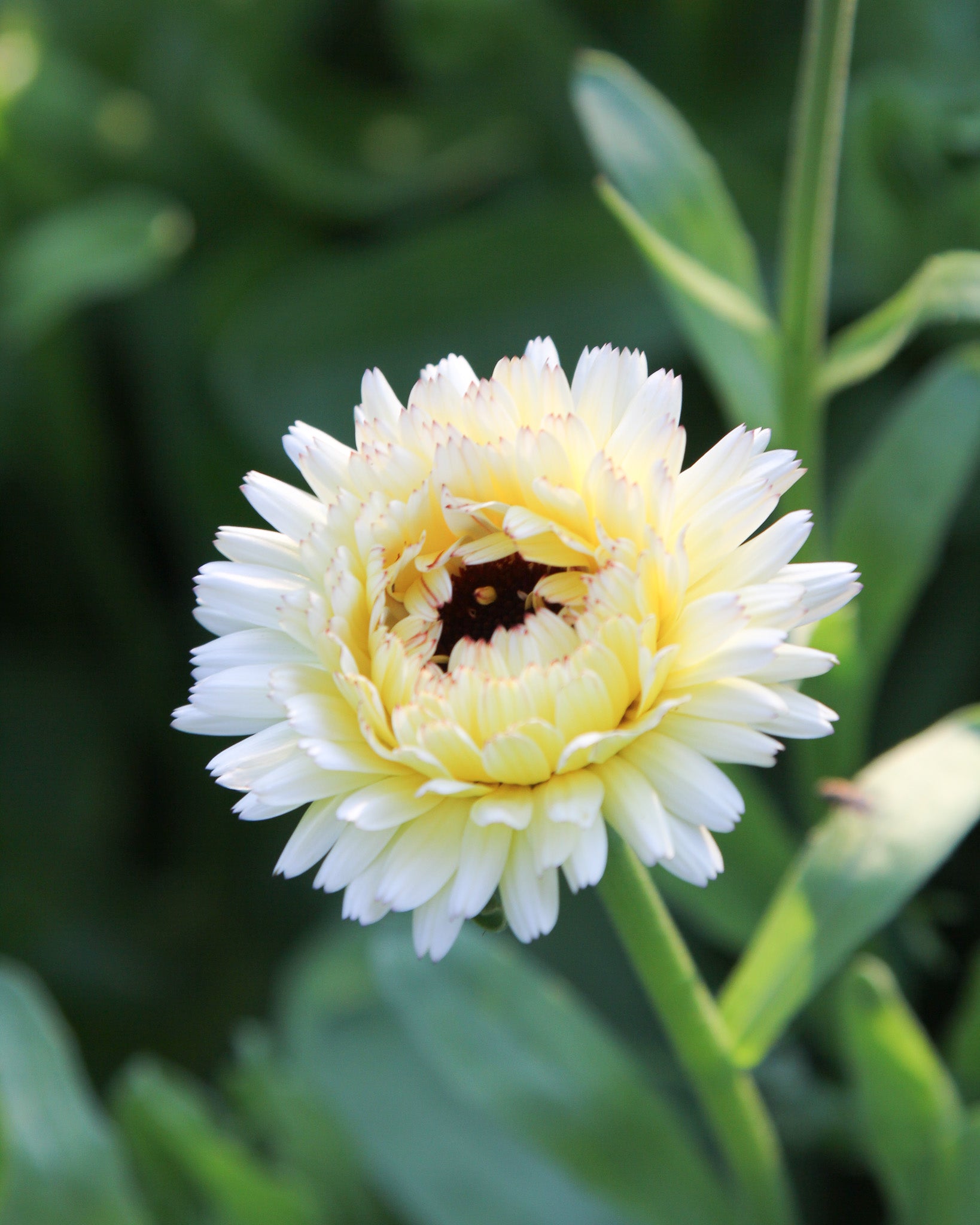 Cremefarbene Blüte der Ringelblume ‚Ivory Princess‘ mit leicht gelblichem Schimmer.
