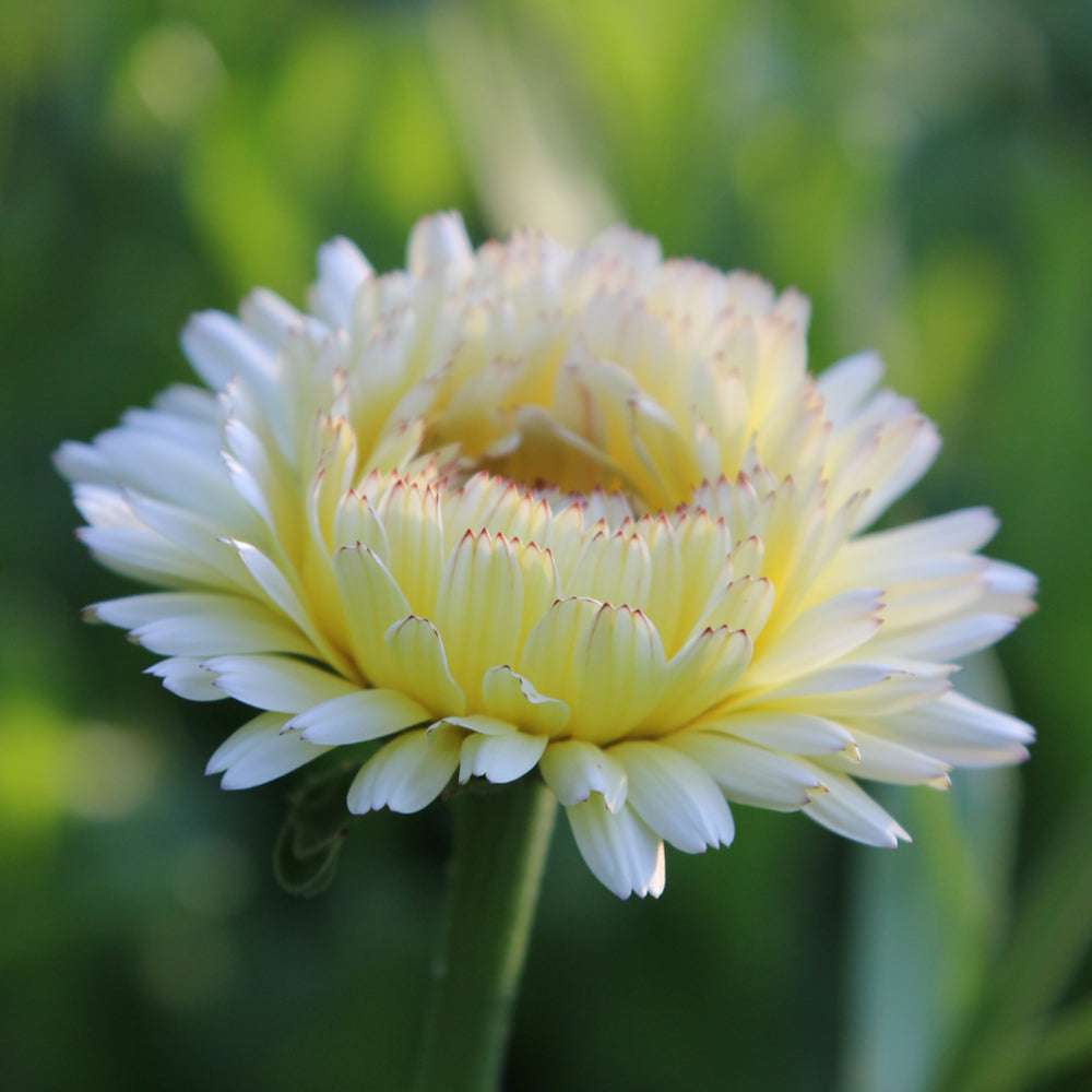 Bluehende Pflanze Ringelblume - Calendula officinalis `Ivory Princess`aus der Gartenzauber-Saatgutserie