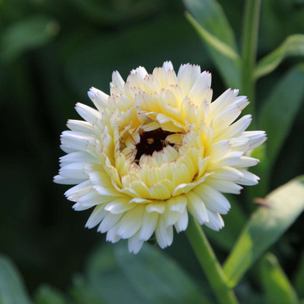 Bluehende Pflanze Ringelblume - Calendula officinalis `Ivory Princess`aus der Gartenzauber-Saatgutserie