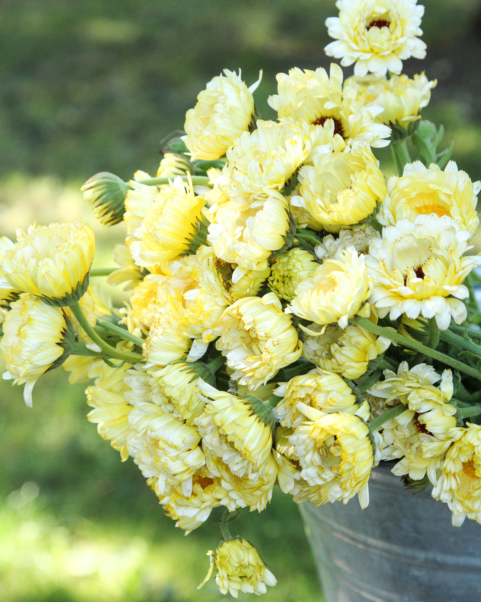Cremefarbene Blüten der Ringelblume ‚Ivory Princess‘ mit leicht apricotfarbenem Schimmer.