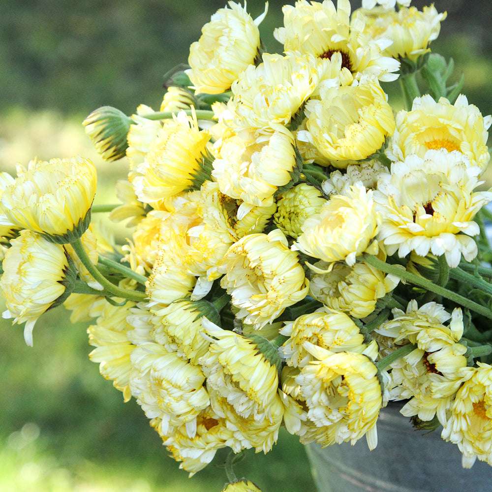 Bluehende Pflanze Ringelblume - Calendula officinalis `Ivory Princess`aus der Gartenzauber-Saatgutserie.