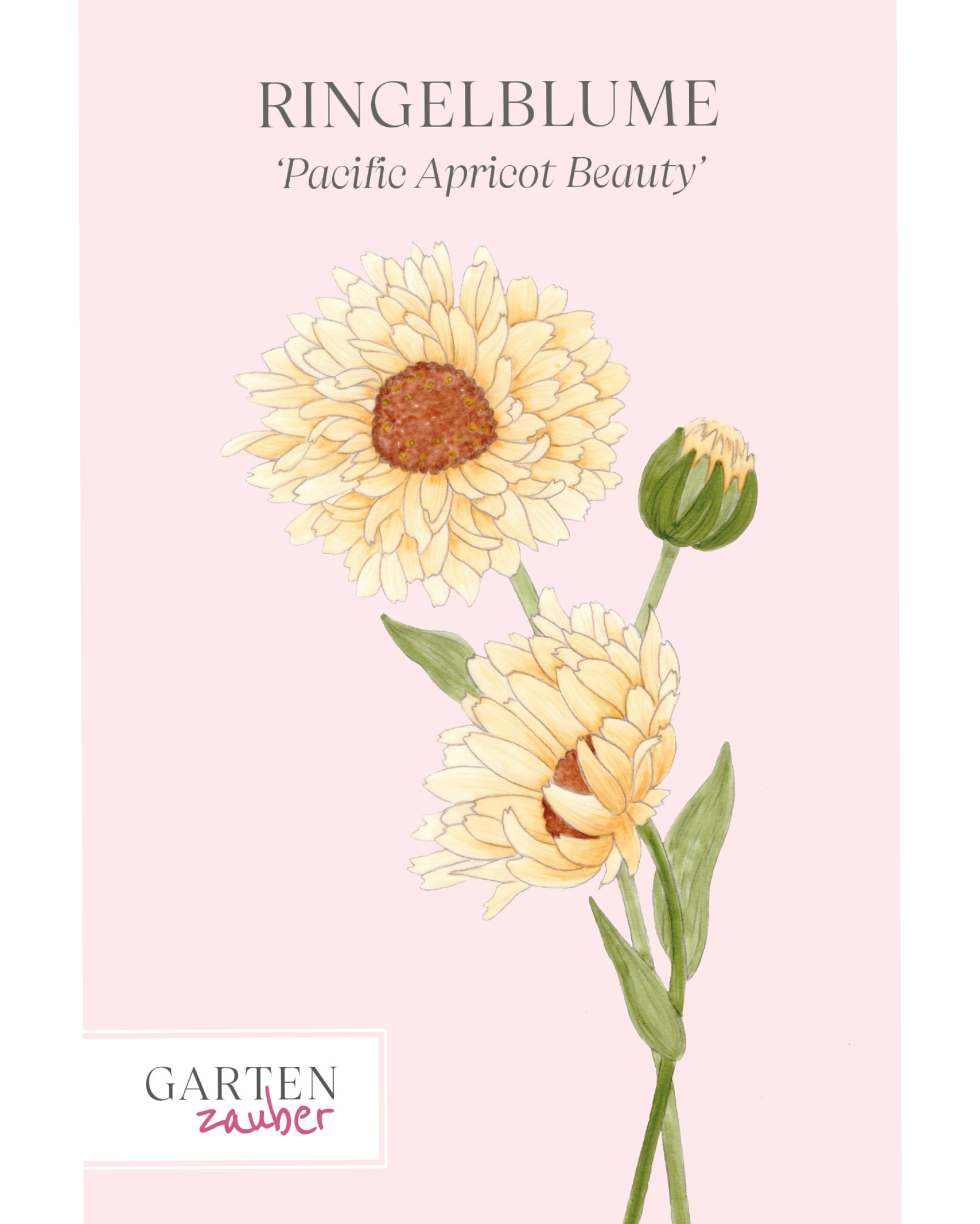 Vorderansicht Ringelblume `Pazific Apricot Beauty` Calendula officinalis aus der Gartenzauber-Saatgutserie