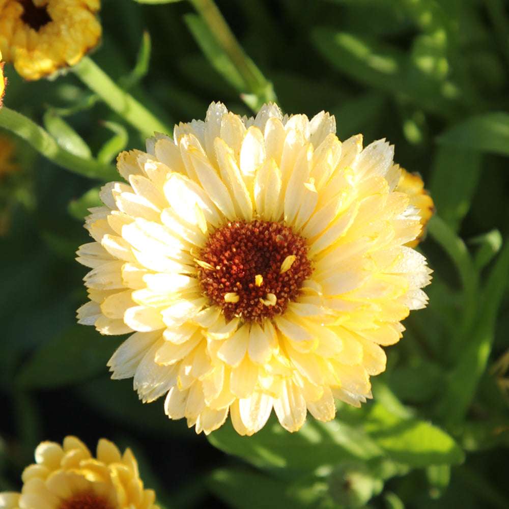 Bluehende Pflanze Ringelblume `Pazific Apricot Beauty` Calendula officinalis aus der Gartenzauber-Saatgutserie
