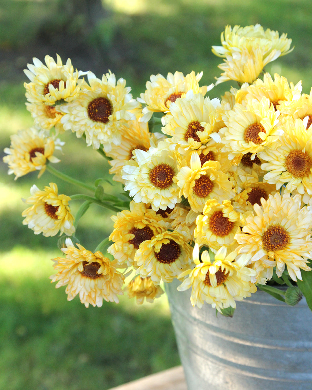 Bluehende Pflanze Ringelblume `Pazific Apricot Beauty` Calendula officinalis aus der Gartenzauber-Saatgutserie im Zinkeimer