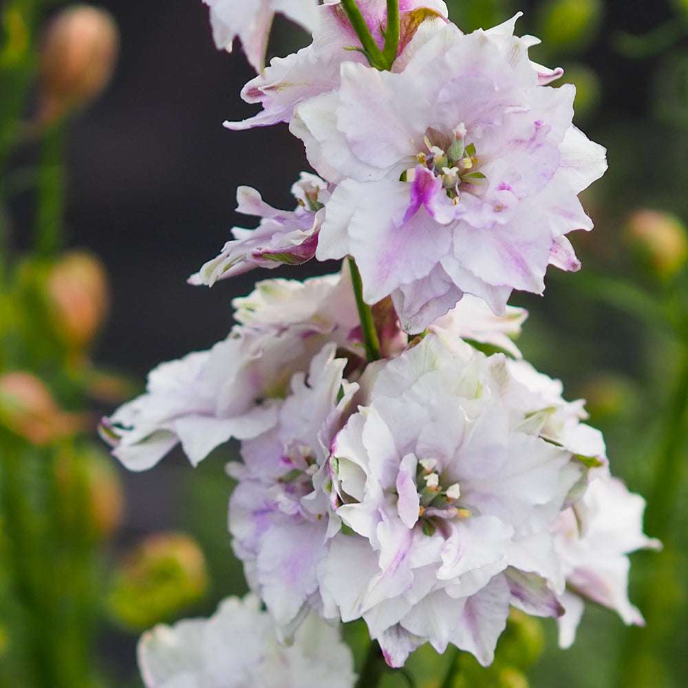 Bluehende Pflanze Feldrittersporn - Delphinium consolida `QIS Fancy Smokey eyes` aus der Gartenzauber-Saatgutserie