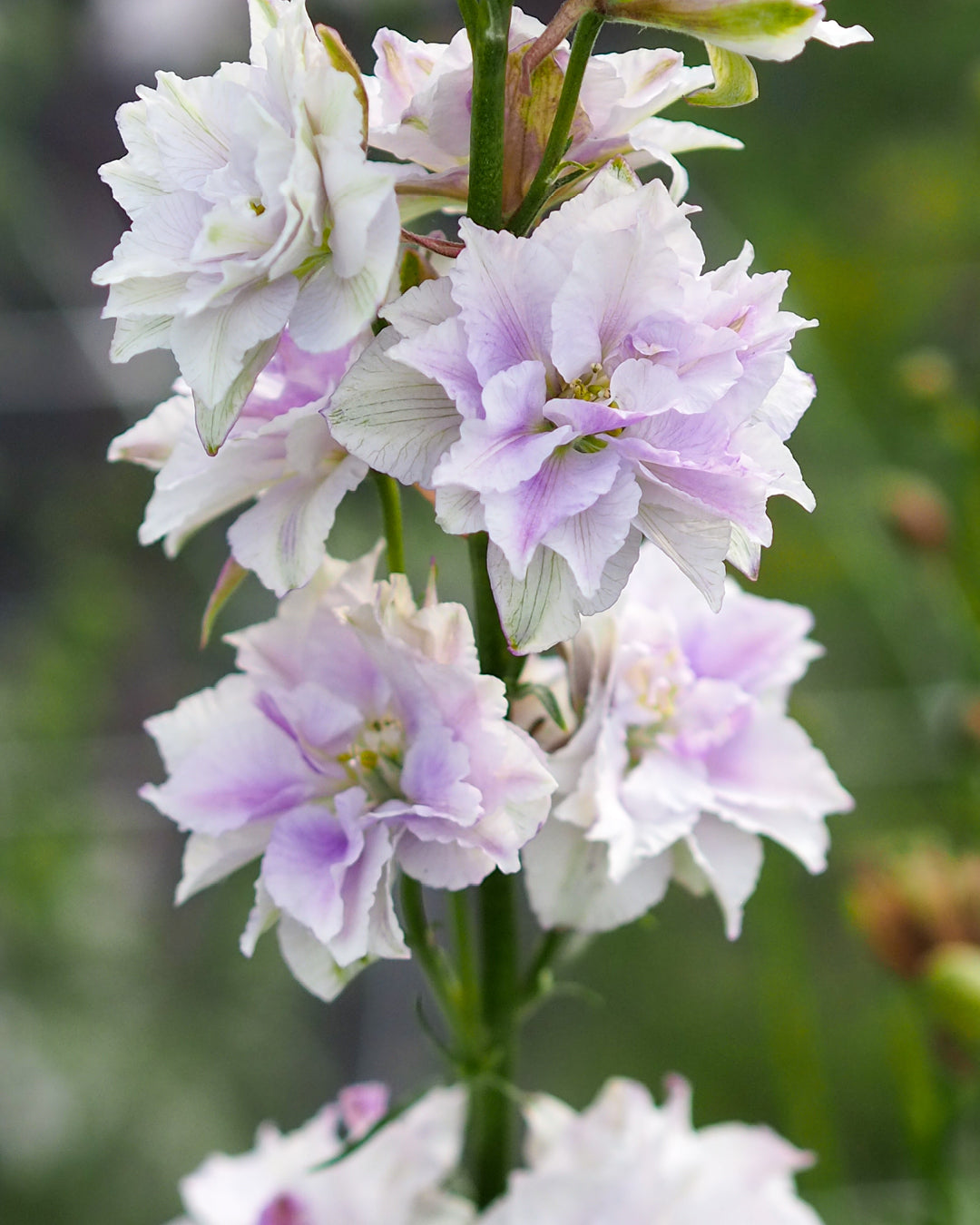 Bluehende Pflanze Feldrittersporn - Delphinium consolida `QIS Fancy Smokey eyes` aus der Gartenzauber-Saatgutserie