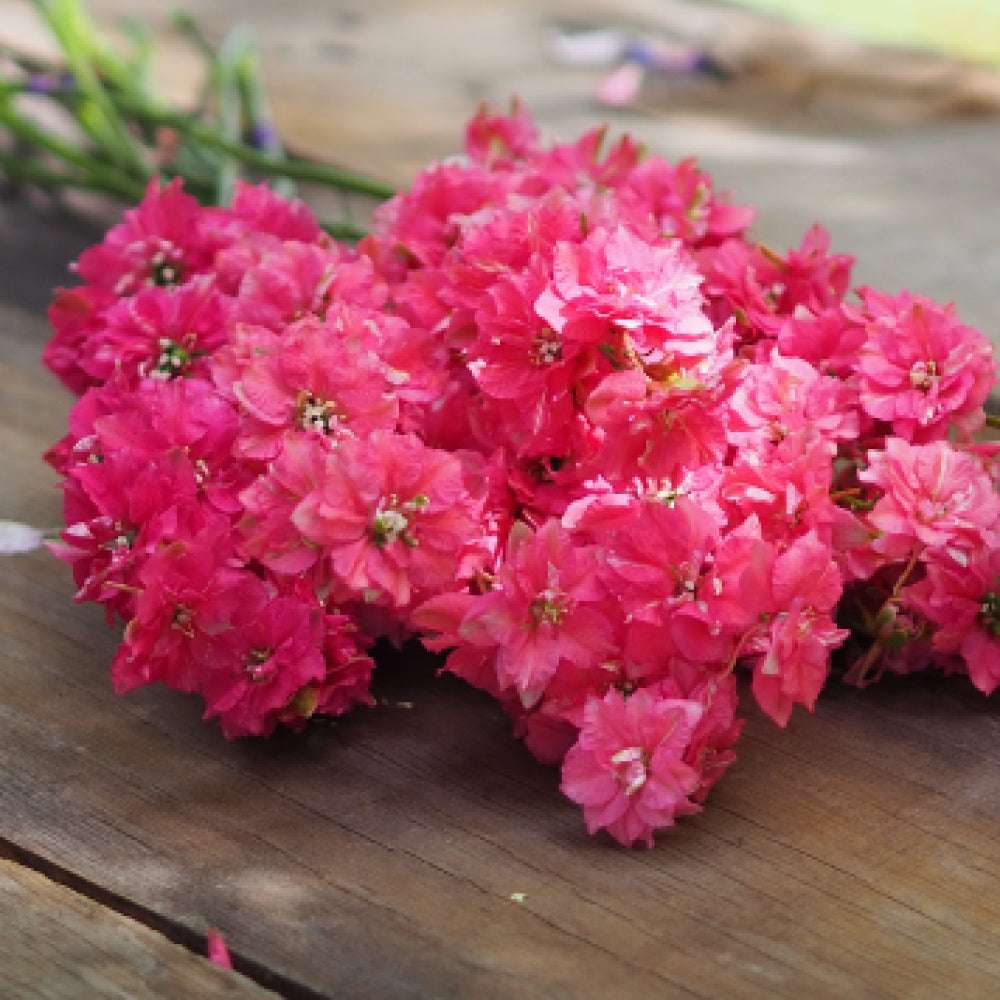 Bluehende Pflanze FELDRITTERSPORN - Delphinium consolida `QIS Carmine` aus der Gartenzauber-Saatgutserie