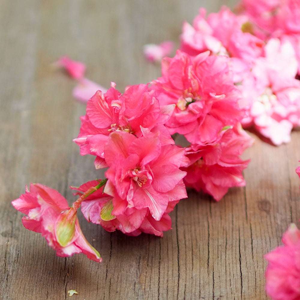 Bluehende Pflanze FELDRITTERSPORN - Delphinium consolida `QIS Carmine` aus der Gartenzauber-Saatgutserie