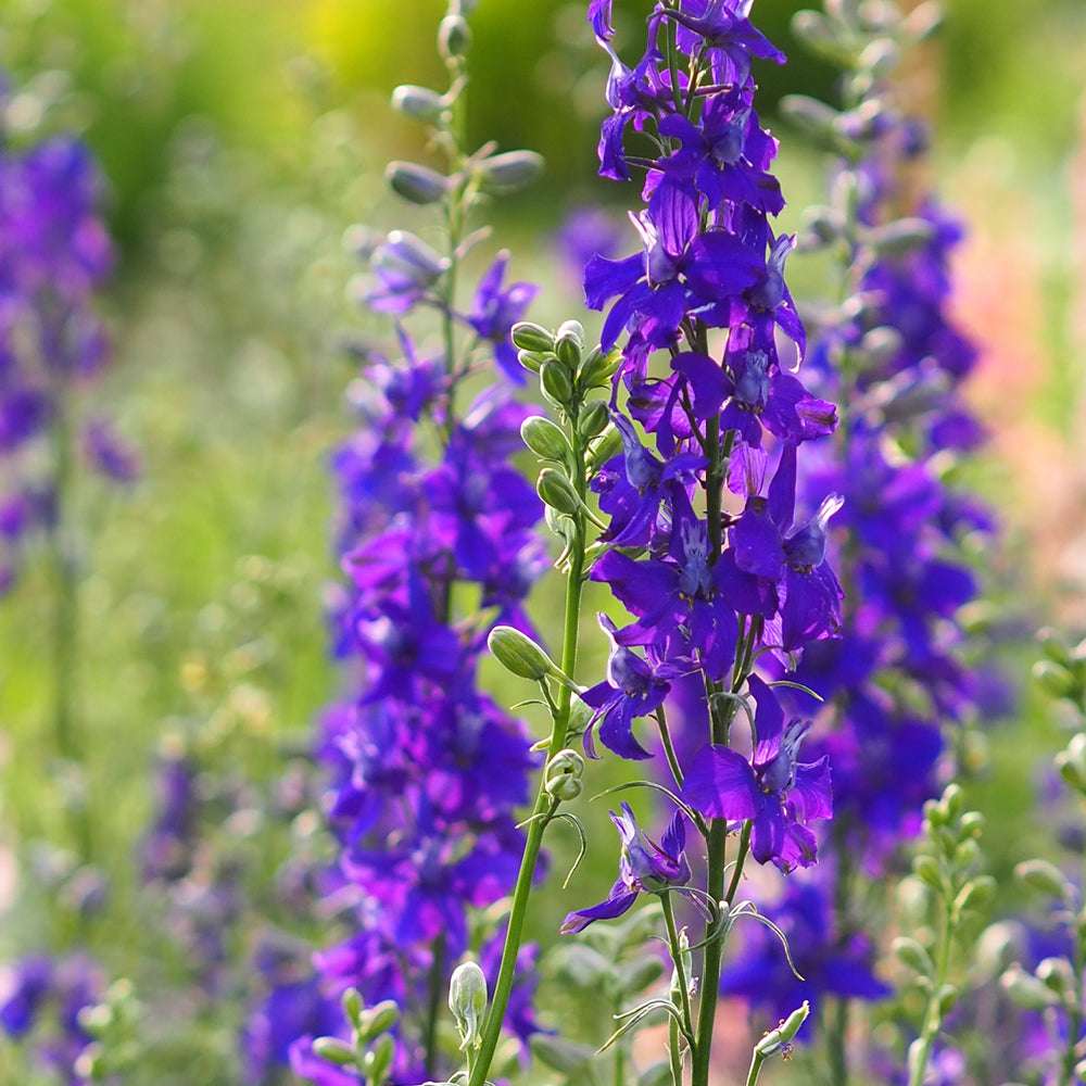 Bluehende Pflanze Feldrittersporn - Delphinium consolida `QIS Dark Blue` aus der Gartenzauber-Saatgutserie
