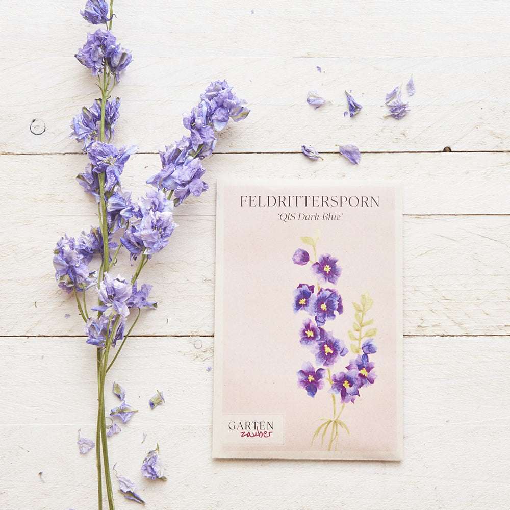 Vorderansicht Saatguttuete Feldrittersporn - Delphinium consolida `QIS Dark Blue` aus der Gartenzauber-Saatgutserie, dekoriert mit getrockneten Blumen