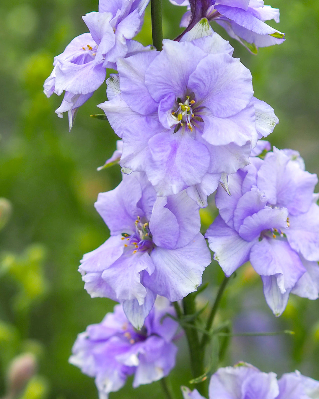 Bluehende Pflanze Feldrittersporn - Delphinium consolida `QIS Light Blue` aus der Gartenzauber-Saatgutserie
