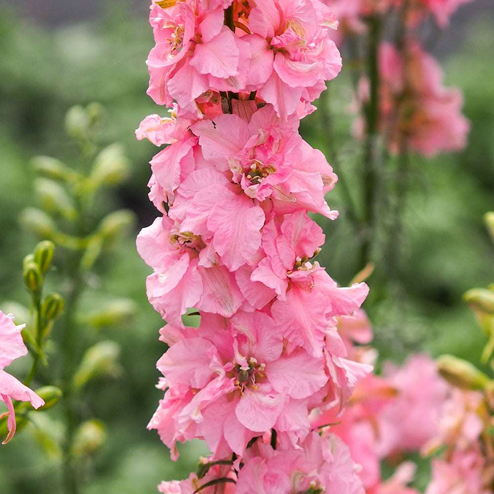 Bluehende Pflanze Feldrittersporn - Delphinium consolida `QIS Light Pink`  aus der Gartenzauber-Saatgutserie
