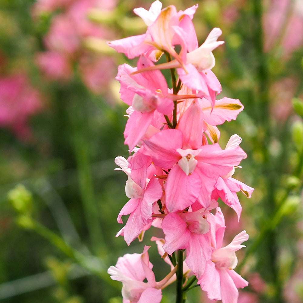 Bluehende Pflanze Feldrittersporn - Delphinium consolida `QIS Light Pink`  aus der Gartenzauber-Saatgutserie