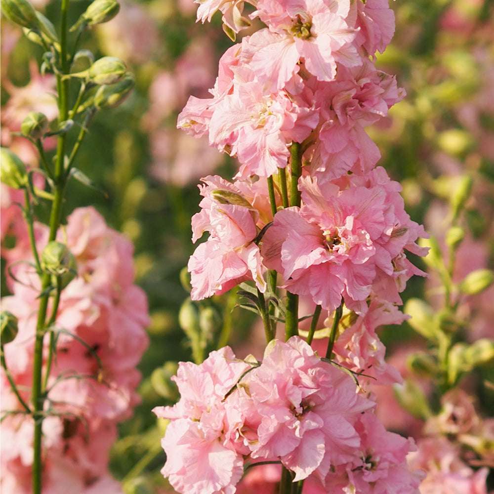 Bluehende Pflanze Feldrittersporn - Delphinium consolida `QIS Light Pink`  aus der Gartenzauber-Saatgutserie