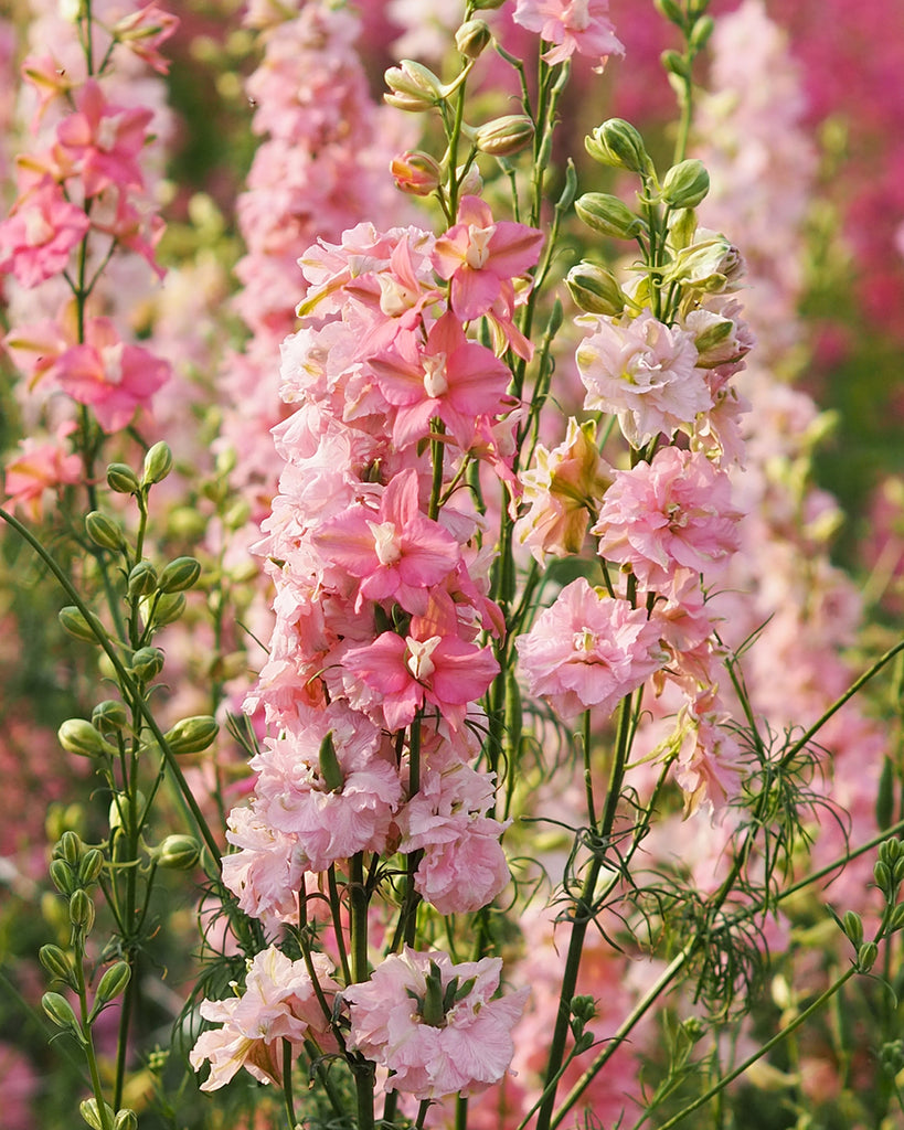 Bluehende Pflanze Feldrittersporn - Delphinium consolida `QIS Light Pink`  aus der Gartenzauber-Saatgutserie