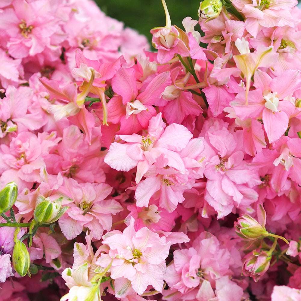 Bluehende Pflanze Feldrittersporn - Delphinium consolida `QIS Salmon Beauty` aus der Gartenzauber-Saatgutserie