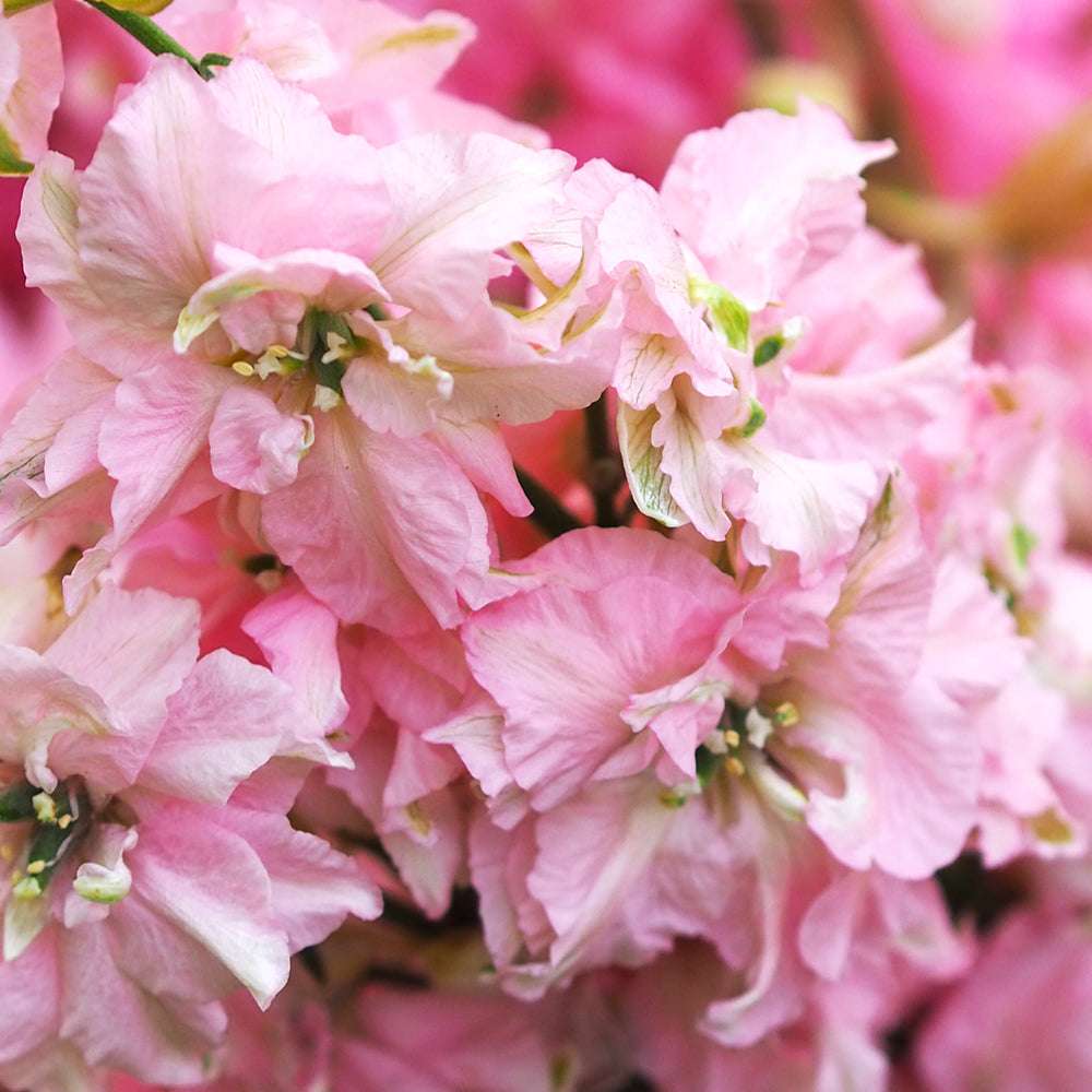 Bluehende Pflanze Feldrittersporn - Delphinium consolida `QIS Salmon Beauty` aus der Gartenzauber-Saatgutserie