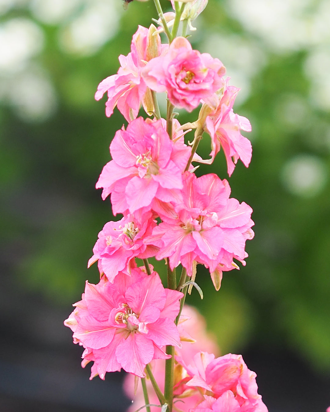Bluehende Pflanze Feldrittersporn - Delphinium consolida `QIS Salmon Beauty` aus der Gartenzauber-Saatgutserie im Zinkeimer 