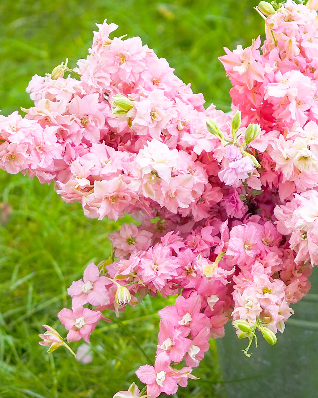 Bluehende Pflanze Feldrittersporn - Delphinium consolida `QIS Salmon Beauty` aus der Gartenzauber-Saatgutserie im Zinkeimer 