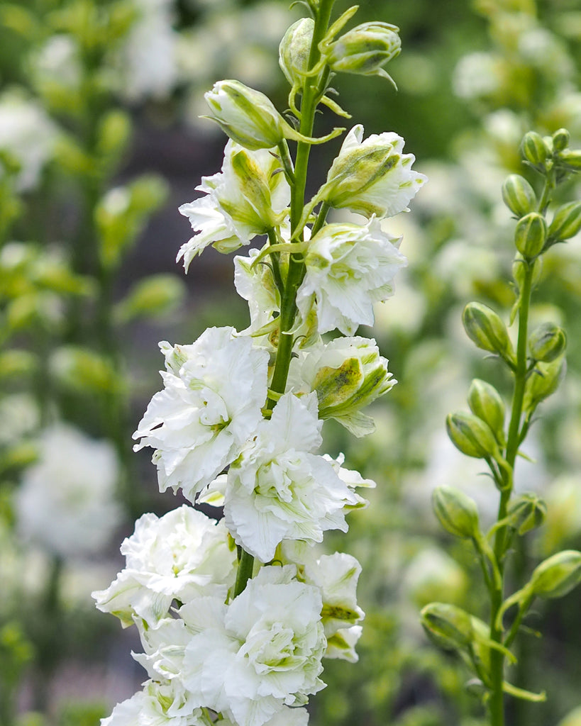 Bluehende Pflanze Feldrittersporn - Delphinium consolida `QIS White` aus der Gartenzauber-Saatgutserie