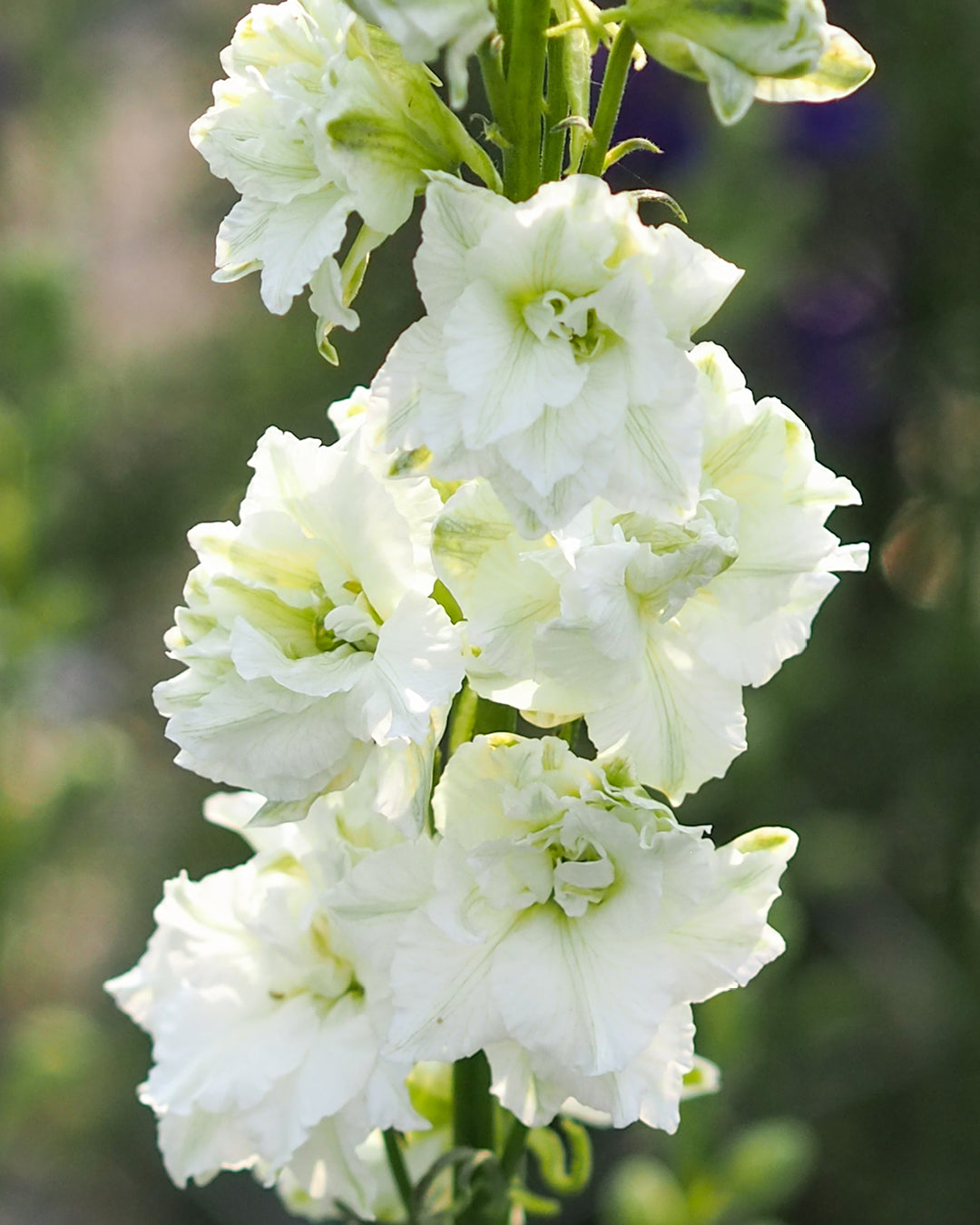 Bluehende Pflanze Feldrittersporn - Delphinium consolida `QIS White` aus der Gartenzauber-Saatgutserie
